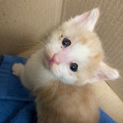 とっても可愛い子猫ちゃんです♪