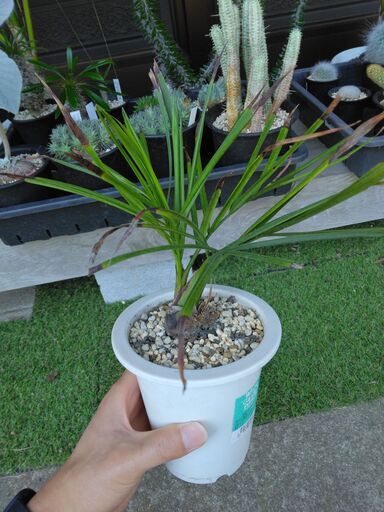 【希少種】マナンベヤシ（Dypsis decipiens）①
