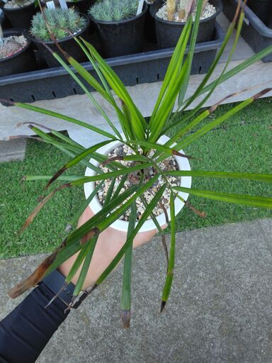 希少種】マナンベヤシ（Dypsis decipiens）①