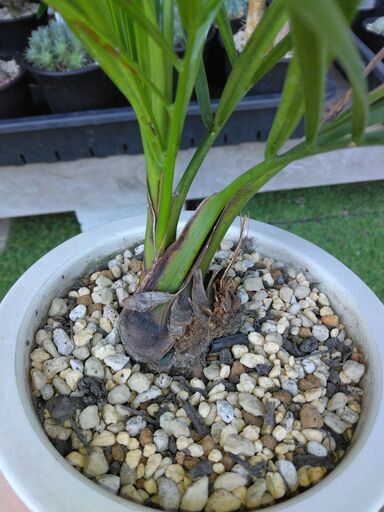 限定版 希少種】マナンベヤシ（Dypsis decipiens）① その他
