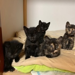 家で産まれた猫です！里親決まりました！募集終了します。