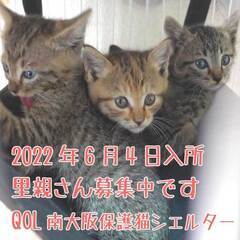 2022年6月4日入所のキジトラ子猫の里親さんを募集しております。