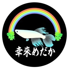 6月5日 めだか販売 