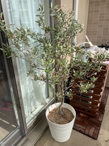 オリーブの木◆観葉植物◆120cm