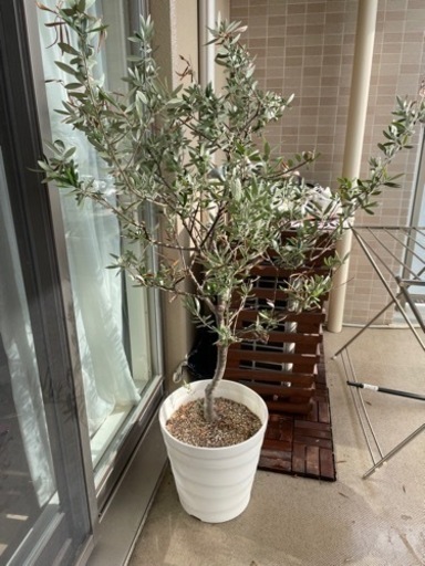 オリーブの木◆観葉植物◆120cm