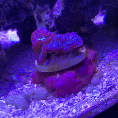海水　サンゴ　キッカサンゴ　SPレッド