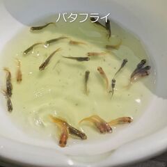 メダカ　バタフライ5匹・松井ヒレ長5匹・幹之（みゆき)5匹・ラメ...