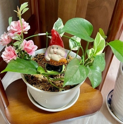 無料ポトス斑入り 斑無しの寄せ植え花ピンク ライオンにゃんこ 江坂のその他の中古あげます 譲ります ジモティーで不用品の処分