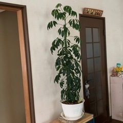 観葉植物カポック