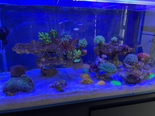 AQUA EXCEL プロテインスキマー 水槽 オーバーフロー水槽 海水 サンゴ