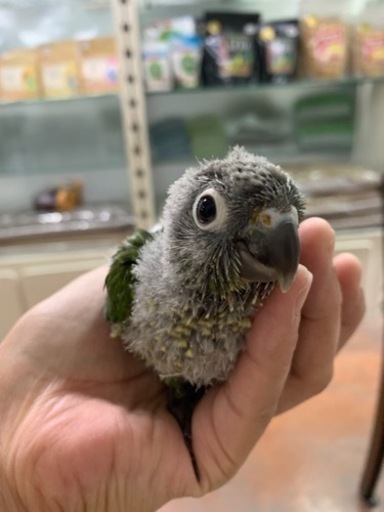 ウロコインコ雛販売中です Ai Noah 中泉のペットショップの無料広告 無料掲載の掲示板 ジモティー