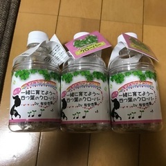 ももクロ　ファン　グッズ　有安杏果　四つ葉のクローバー　植物　苗...