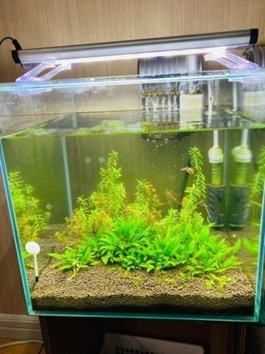 引き取り先決定 30 30キューブ水槽 水草 アベニーパファー3匹ほか一式 Aj 宮崎のその他の中古あげます 譲ります ジモティーで不用品の処分 引き取り先決定 30 30キューブ水槽 水草 アベニーパファー3匹ほか一式 Aj 宮崎のその他の中古あげます 譲ります ジモティーで不用品の処分