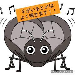 鈴虫の幼虫     スズムシ