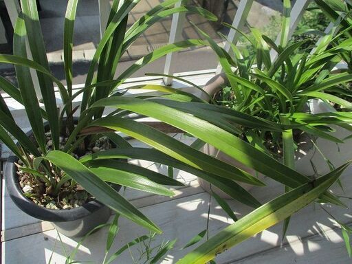 （中型キンリョウヘン）日本蜜蜂誘い花・日本蜜蜂を集めるのに使います
