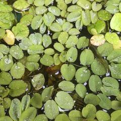 【ネット決済・配送可】メダカが喜ぶ水草10株