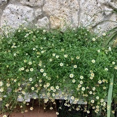 見学OK●あふれそうなエリゲロン●源平菊●イングリッシュガーデン●植物