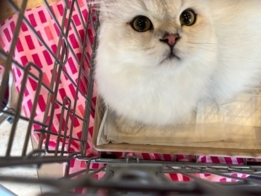 ペルシャ猫のマリー ねこネットあま 木田の猫の里親募集 ジモティー