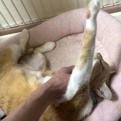 人が大好きでスリスリ、ペロペロが癖のメス猫胡桃（くるみ）ちゃん - 横浜市