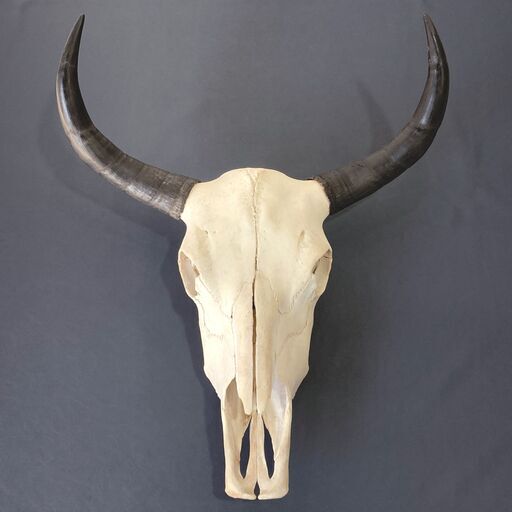 チベットヤク 本物頭骨 未使用品 スカルホーン ウォールオブジェ 骨格標本 魔除け 縁起物 壁掛け 店舗什器 A1BQ0601