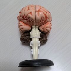 脳　模型　4D立体パズル