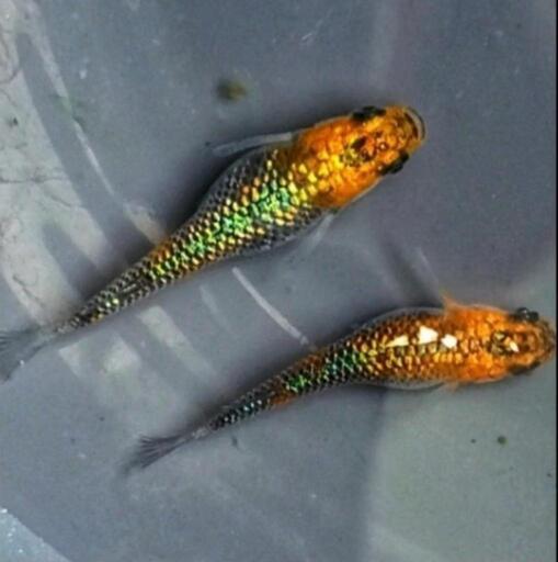 若魚1ペア 天界めだか 改良めだか