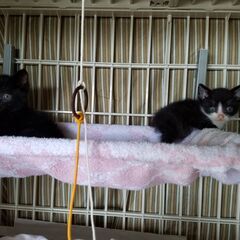 可愛いサイズ違いの、姉弟子猫2匹の里親さん募集しています！！