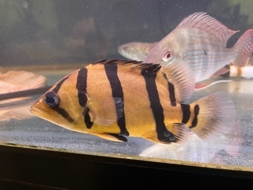 熱帯魚と水槽