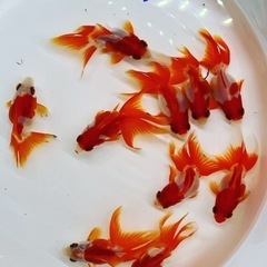 かわいい更紗琉金　金魚　綺麗です‼️