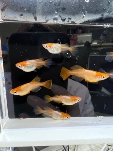 超豪華mix 親魚メダカ追加 大人気メダカちゃん オロチ ダルマ 楊貴妃 幹之 光白メダカ プラチナ牡丹 夜蝶めだか 首里のその他の中古あげます 譲ります ジモティーで不用品の処分