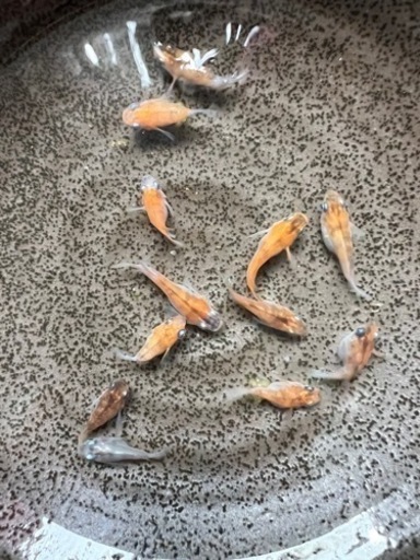 超豪華mix 親魚メダカ追加 大人気メダカちゃん オロチ ダルマ 楊貴妃 幹之 光白メダカ プラチナ牡丹 夜蝶めだか 首里のその他の中古あげます 譲ります ジモティーで不用品の処分