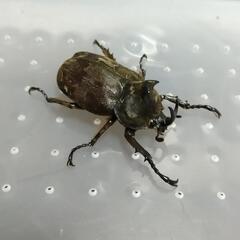 サビイロカブト 成虫ペア