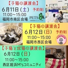 子猫だらけの譲渡会♪福岡市南区・西区