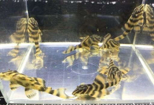 WDローライマスーパーレッド♂ Ｘ ハイブリッドスーパーレッド・ラビリンス♀ 　約３３mm UP　引き取り限定　熱帯魚