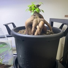 ガジュマル　観葉植物