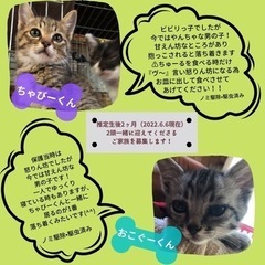 6／11 子猫シーズン犬猫譲渡会 - パーティー