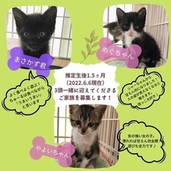 6／11 子猫シーズン犬猫譲渡会 − 鹿児島県