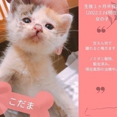 6／11 子猫シーズン犬猫譲渡会 - イベント