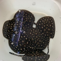 純血ダイヤモンドポルカメス自家産