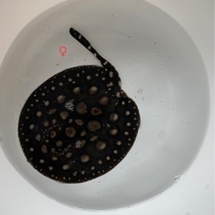 純血ダイヤモンドポルカ　♀ メス