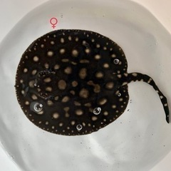 純血ダイヤモンドポルカ ♀ メス