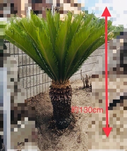 (決まりました！)蘇鉄　ソテツ　観葉植物