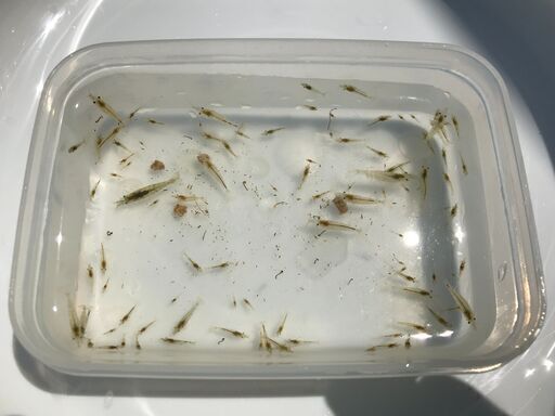 がんばり続ける 飲み込む うれしい ミナミヌマエビ メダカ 稚魚 不公平 眉をひそめる たくさんの