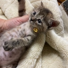 【里親様決定しました！】麦わらふうサビ猫の女の子　1ヶ月 - 中津川市