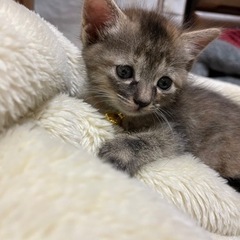 【里親様決定しました！】麦わらふうサビ猫の女の子　1ヶ月 − 岐阜県