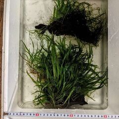 雲州三色メダカ飼育の水槽