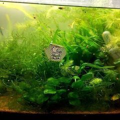 雲州三色メダカ飼育の水槽