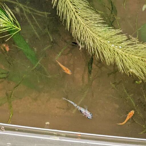 雲州三色メダカ飼育の水槽