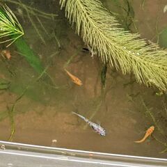 雲州三色メダカ飼育の水槽