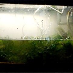 雲州三色メダカ飼育の水槽